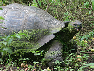 Tortue terrestre