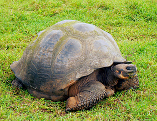 Tortue terrestre