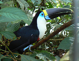 Toucan