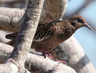 Tourterelle des Galapagos