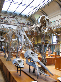 Mammouths et éléphant à la Galerie de Paleontologie et d'Anatomie comparée