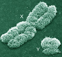 Un chromosome humain Y de 338 000 ans