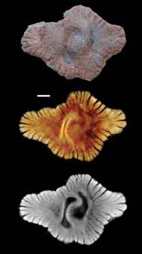 Fossile découvert en 2010 dans des roches datées de 2,1 milliards d’années. 