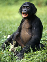 Bonobo