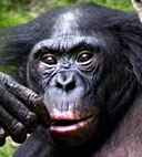 Bonobo