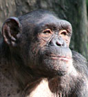 Chimpanzé