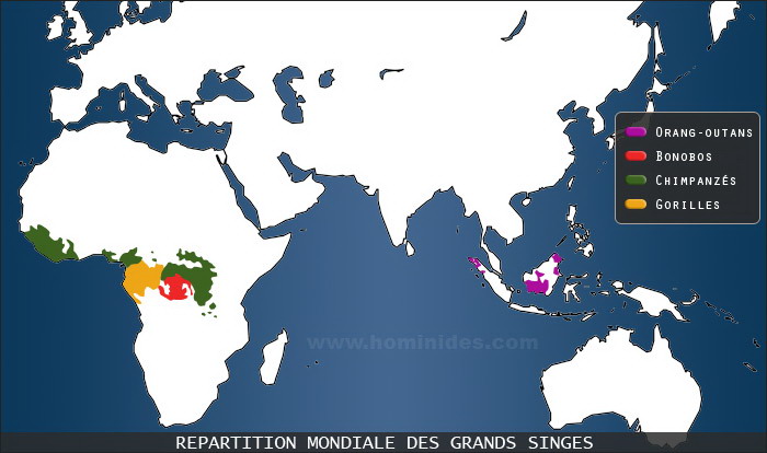 Carte de répartition des grands singes dans le monde