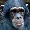 Chimpanzé