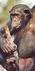 Chimpanzé