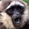 Gibbon