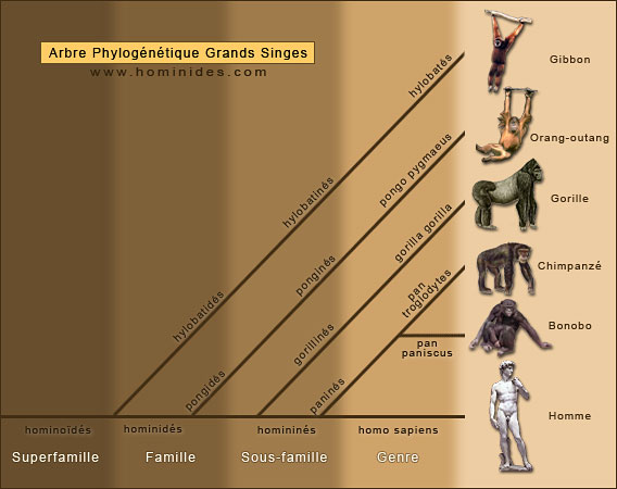 Arbre phylogénétique des grands singes