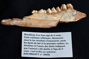 Mandibule de Faon agé de 6 mois