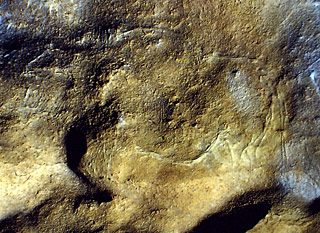 Bison gravé grotte de Bernifal