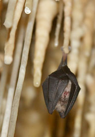 Un habitant d ela grotte de Cougnac