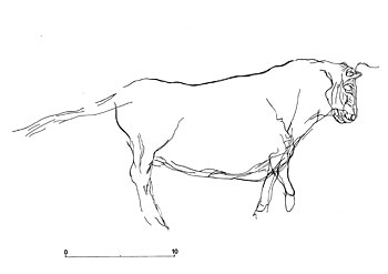 Boeuf gravé - Grotte de la marche 