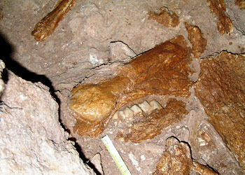 Mandibule et tibia de rhinocéros