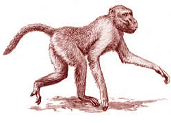 Reconstitution Aegyptopithecus