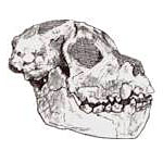 Aegyptopithecus