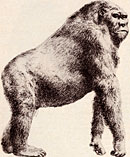 Gigantophitécus