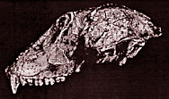 Victoriapithecus