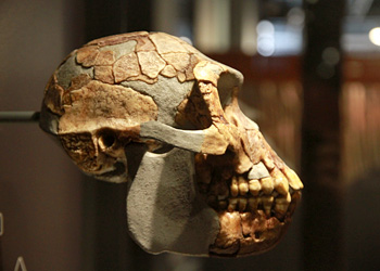 Crâne aripithecus ramidus