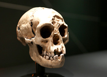 Crâne Homo floresiensis