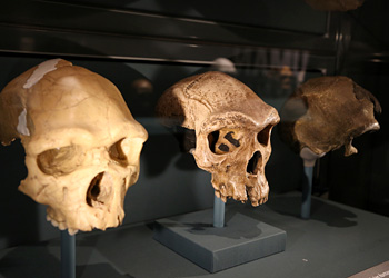 Crânes Homo heidelbergensis