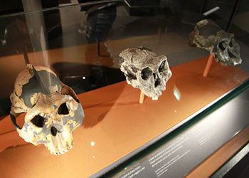 Crânes Paranthropus