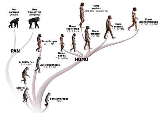 Famille des Hominides 