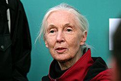 Jane Goodall