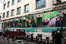 Exposition - Grands Singes - Ile de France - Jane Goodall