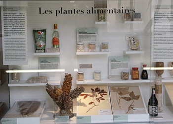 Plantes alimentaires