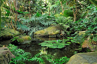 Plan d'eau dans la serre tropicale