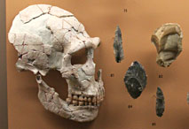 Crâne Homo neandertalensis