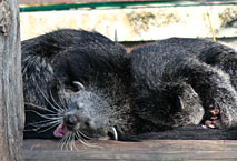 Binturong - Ménagerie