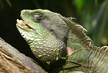 Caméléon Ménagerie