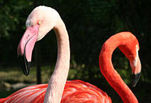 Flamands roses - Ménagerie