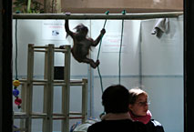 Jeune Orang Outan Ménagerie