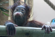 Jeune Orang Outan Ménagerie