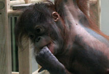 Jeune Orang Outan - Ménagerie - Jardin des Plantes