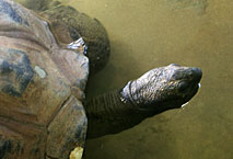 Tortue Ménagerie