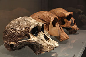 Les crânes australopithecus africanus Homo habilis Homo ergaster