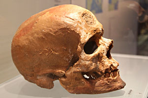 Crâne de Cro-magnon profil