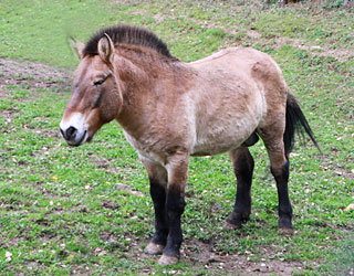 Cheval de przewalski