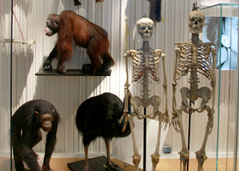 Histoire de primates