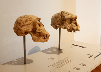 Crâne Homo erectus  à toucher 