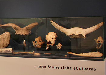 Faune préhistorique Aurignac