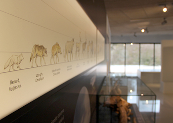 Salle de préhistoire - Musée Forum de l'Aurignacien