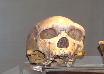 Homo erectus crâne