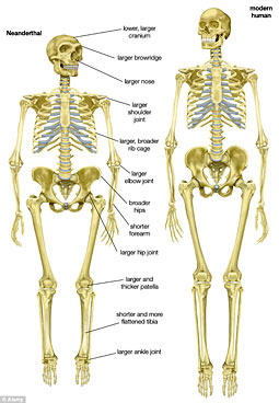 Squelette néandertal et sapiens : des jambes plus courtes